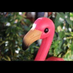 Meet your Posher, Bailey